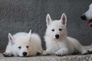 White-Swiss-Shepherd-Puppies-BTWW-Ninjas-0069