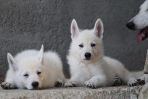 White-Swiss-Shepherd-Puppies-BTWW-Ninjas-0070