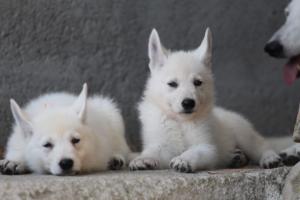 White-Swiss-Shepherd-Puppies-BTWW-Ninjas-0071