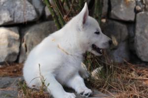 White-Swiss-Shepherd-Puppies-BTWW-Ninjas-0073