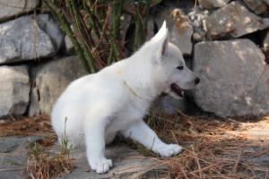 White-Swiss-Shepherd-Puppies-BTWW-Ninjas-0075
