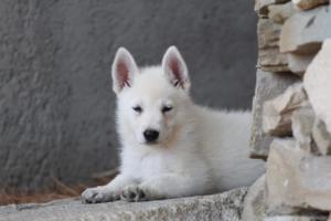 White-Swiss-Shepherd-Puppies-BTWW-Ninjas-0081