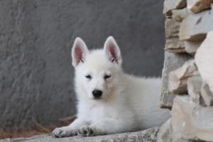 White-Swiss-Shepherd-Puppies-BTWW-Ninjas-0082