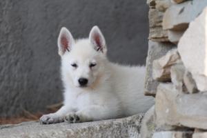 White-Swiss-Shepherd-Puppies-BTWW-Ninjas-0083