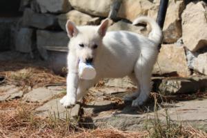 White-Swiss-Shepherd-Puppies-BTWW-Ninjas-0093