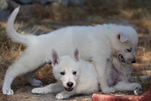 White-Swiss-Shepherd-Puppies-BTWW-Ninjas-0097