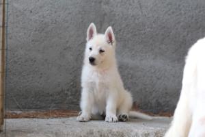 White-Swiss-Shepherd-Puppies-BTWW-Ninjas-0104