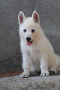 White-Swiss-Shepherd-Puppies-BTWW-Ninjas-0111