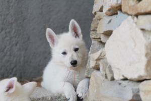 White-Swiss-Shepherd-Puppies-BTWW-Ninjas-0123