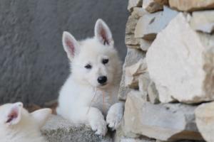White-Swiss-Shepherd-Puppies-BTWW-Ninjas-0124