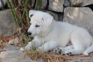 White-Swiss-Shepherd-Puppies-BTWW-Ninjas-0126