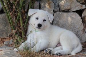 White-Swiss-Shepherd-Puppies-BTWW-Ninjas-0128