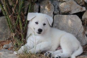 White-Swiss-Shepherd-Puppies-BTWW-Ninjas-0130