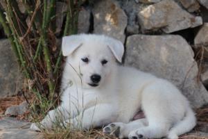 White-Swiss-Shepherd-Puppies-BTWW-Ninjas-0131