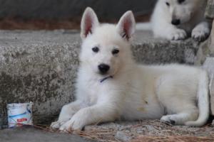 White-Swiss-Shepherd-Puppies-BTWW-Ninjas-0141