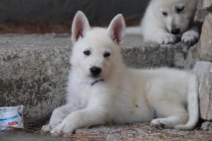 White-Swiss-Shepherd-Puppies-BTWW-Ninjas-0142