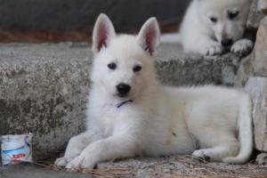 White-Swiss-Shepherd-Puppies-BTWW-Ninjas-0143