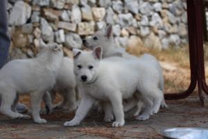 White-Swiss-Shepherd-Puppies-BTWW-Ninjas-150719-0002