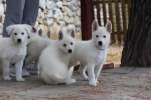 White-Swiss-Shepherd-Puppies-BTWW-Ninjas-150719-0010