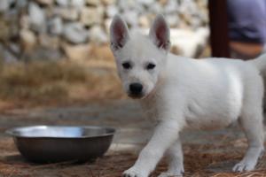 White-Swiss-Shepherd-Puppies-BTWW-Ninjas-150719-0029