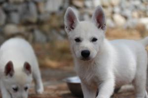 White-Swiss-Shepherd-Puppies-BTWW-Ninjas-150719-0032