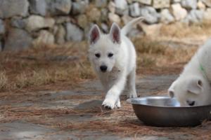 White-Swiss-Shepherd-Puppies-BTWW-Ninjas-150719-0033