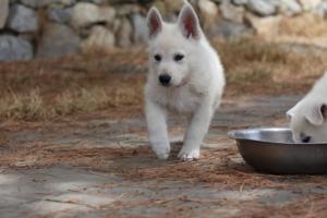 White-Swiss-Shepherd-Puppies-BTWW-Ninjas-150719-0034