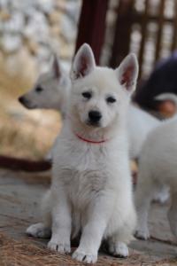 White-Swiss-Shepherd-Puppies-BTWW-Ninjas-150719-0042