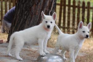 White-Swiss-Shepherd-Puppies-BTWW-Ninjas-150719-0046