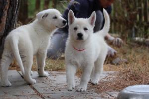 White-Swiss-Shepherd-Puppies-BTWW-Ninjas-150719-0052