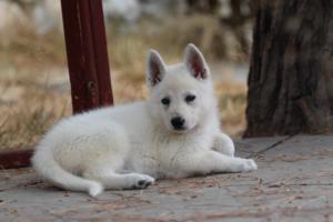 White-Swiss-Shepherd-Puppies-BTWW-Ninjas-150719-0053