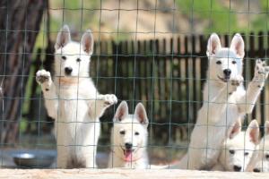 White-Swiss-Shepherd-Puppies-BTWW-Ninjas-230719-0032