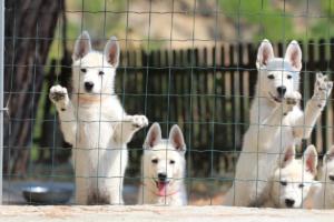 White-Swiss-Shepherd-Puppies-BTWW-Ninjas-230719-0033