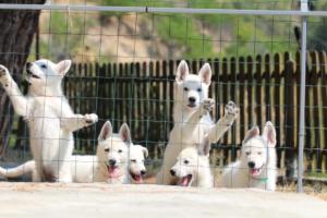 White-Swiss-Shepherd-Puppies-BTWW-Ninjas-230719-0035