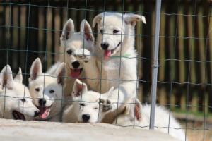 White-Swiss-Shepherd-Puppies-BTWW-Ninjas-230719-0036