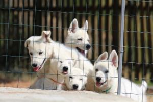 White-Swiss-Shepherd-Puppies-BTWW-Ninjas-230719-0038