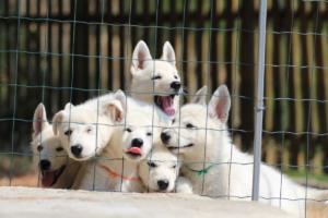 White-Swiss-Shepherd-Puppies-BTWW-Ninjas-230719-0039