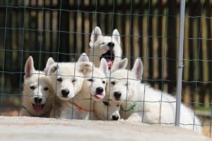 White-Swiss-Shepherd-Puppies-BTWW-Ninjas-230719-0042