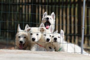 White-Swiss-Shepherd-Puppies-BTWW-Ninjas-230719-0043