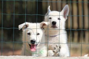White-Swiss-Shepherd-Puppies-BTWW-Ninjas-230719-0047