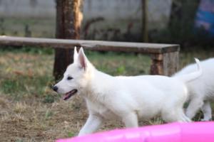 White-Swiss-Shepherd-Puppies-BTWW-Ninjas-230719-0051