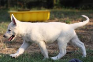 White-Swiss-Shepherd-Puppies-BTWW-Ninjas-230719-0052