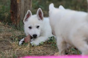 White-Swiss-Shepherd-Puppies-BTWW-Ninjas-230719-0065