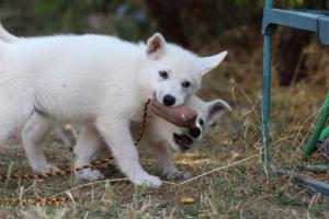 White-Swiss-Shepherd-Puppies-BTWW-Ninjas-230719-0068