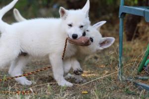 White-Swiss-Shepherd-Puppies-BTWW-Ninjas-230719-0069
