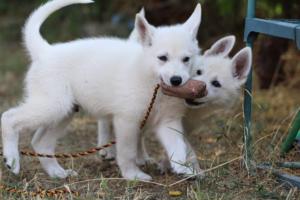 White-Swiss-Shepherd-Puppies-BTWW-Ninjas-230719-0070