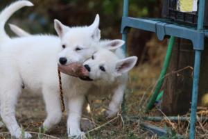 White-Swiss-Shepherd-Puppies-BTWW-Ninjas-230719-0071