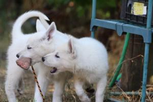 White-Swiss-Shepherd-Puppies-BTWW-Ninjas-230719-0072