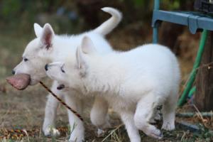 White-Swiss-Shepherd-Puppies-BTWW-Ninjas-230719-0073