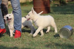 White-Swiss-Shepherd-Puppies-BTWW-Ninjas-230719-0075